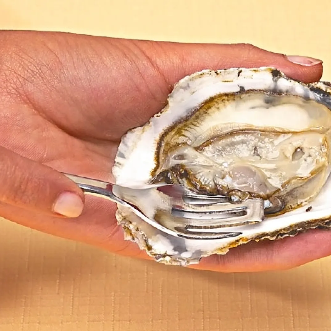 Table De Noël|Art De La Table-Tempsl 6 fourchettes à huîtres