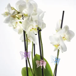 Accessoires Et Outils Jardin-Tempsl 12 guides plantes papillon