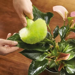 Balais, Aspirateurs, Éponges Et Brosses-Tempsl Brosse pompon