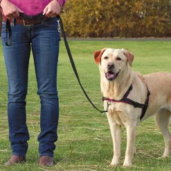 Accessoires Animaux-Tempsl Harnais anti-traction - 3 tailles