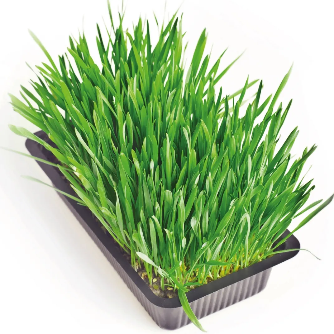 Accessoires Animaux-Tempsl Herbe fraîche pour chat