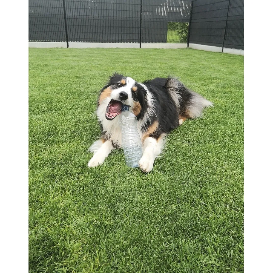 Accessoires Animaux-Tempsl Jouet pour chien Crunchy Bone