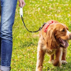 Accessoires Animaux-Tempsl Laisse avec enrouleur