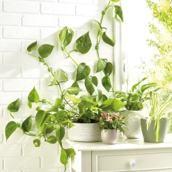 Accessoires Et Outils Jardin-Tempsl Lot de 50 guides de croissance