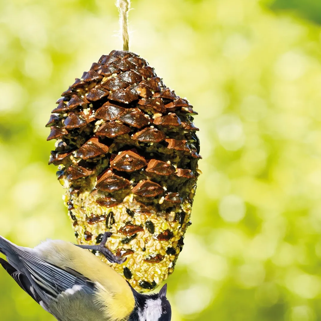 Accessoires Animaux-Tempsl Nourriture oiseaux pomme de pin géante