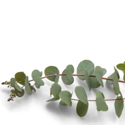 Produits D'Entretien|Accessoires Bricolage Et Astuces-Tempsl Parfum pour saturateur eucalyptus 125 ml