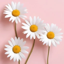 Décorations-Tempsl Plant de camomille