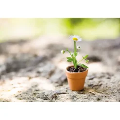 Décorations-Tempsl Plant de camomille