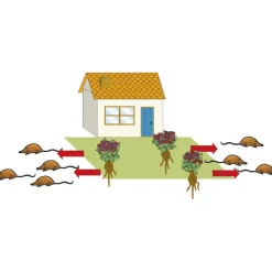 Accessoires Et Outils Jardin-Tempsl Plante anti taupes