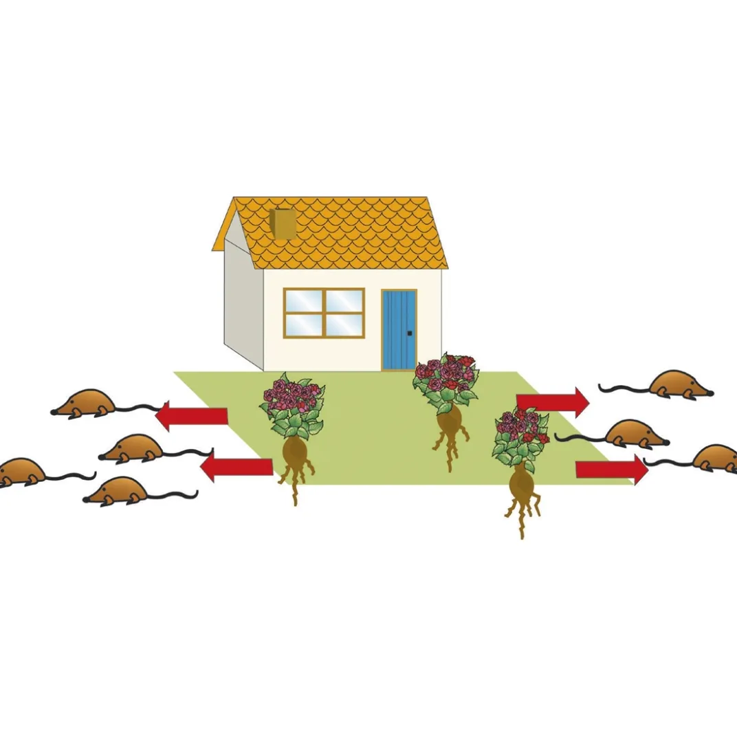 Accessoires Et Outils Jardin-Tempsl Plante anti taupes