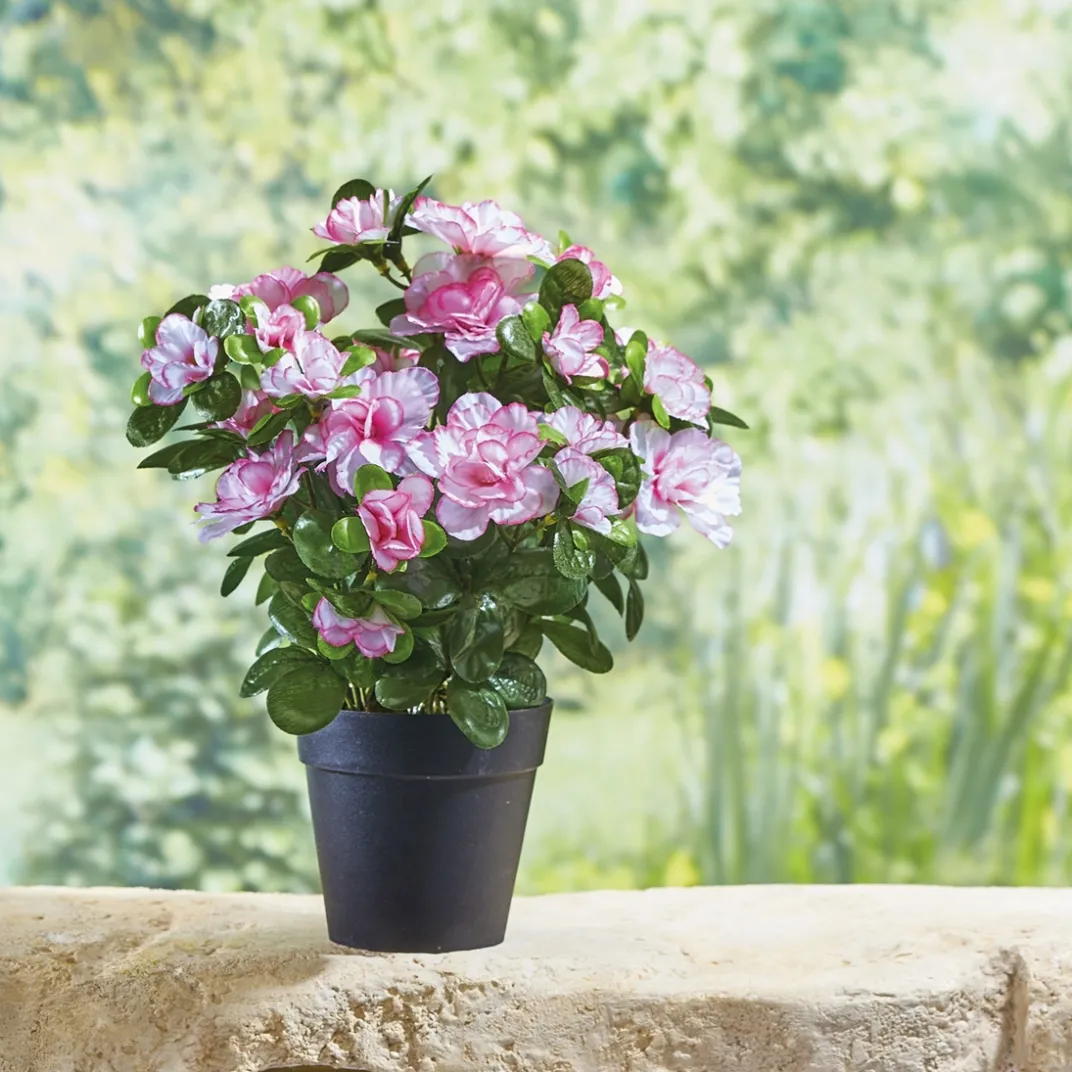 Décorations Jardin Et Extérieur-Tempsl Plante azalée ou camellia