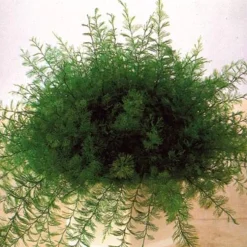 Accessoires Et Outils Jardin-Tempsl Plante de Neptune