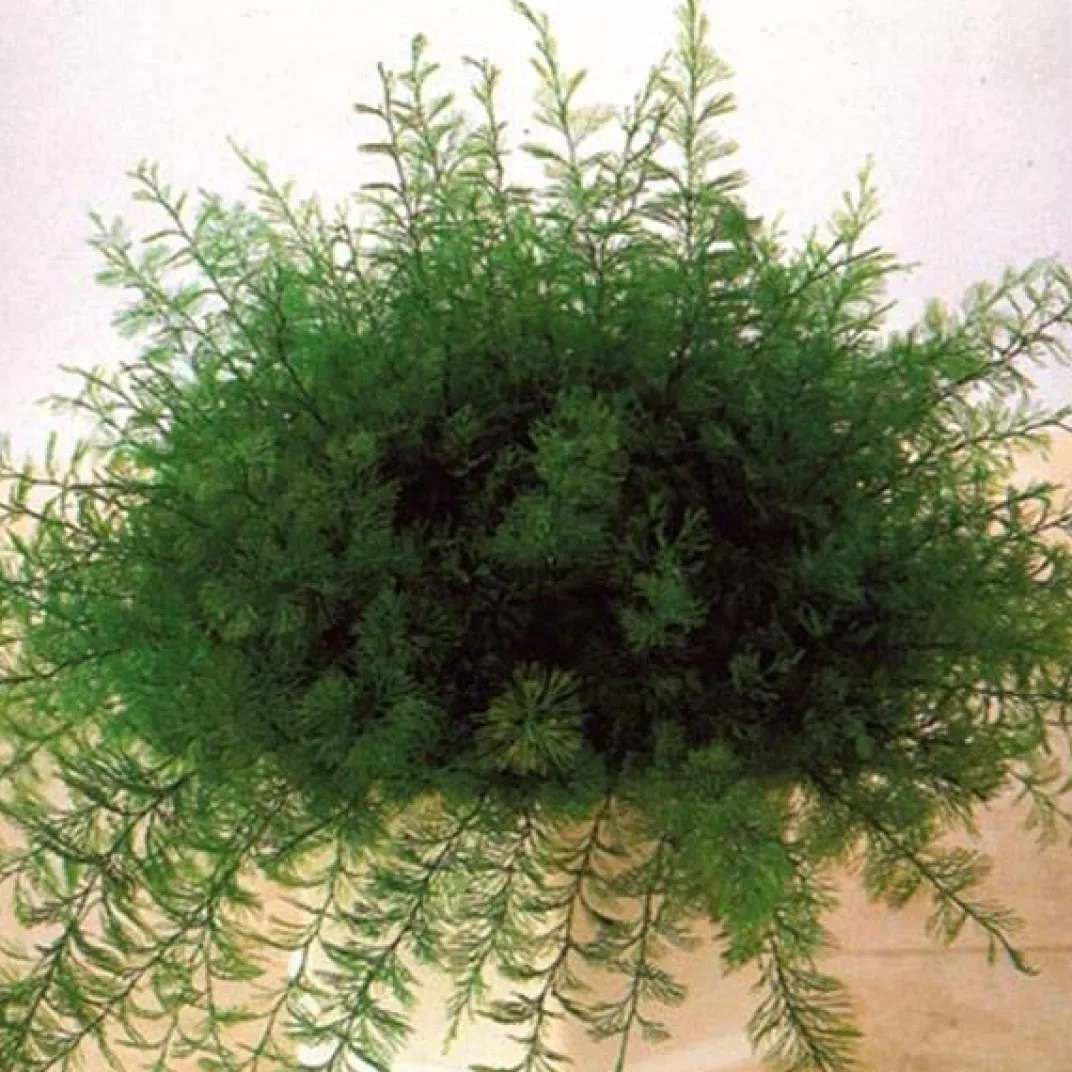 Accessoires Et Outils Jardin-Tempsl Plante de Neptune