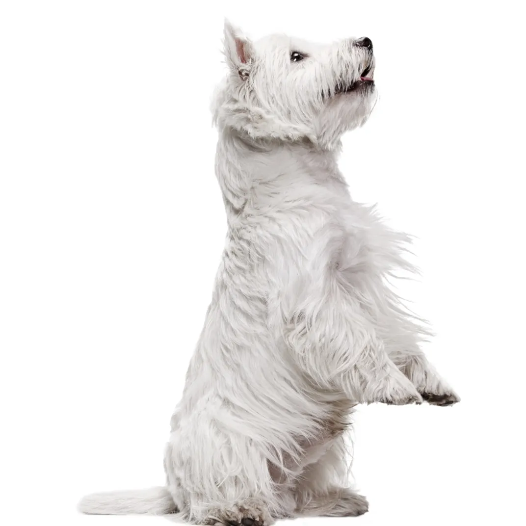 Décorations Jardin Et Extérieur|Décorations-Tempsl Pot de fleurs