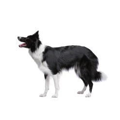 Accessoires Animaux-Tempsl Pâte orale Vermi'délice chat/chien