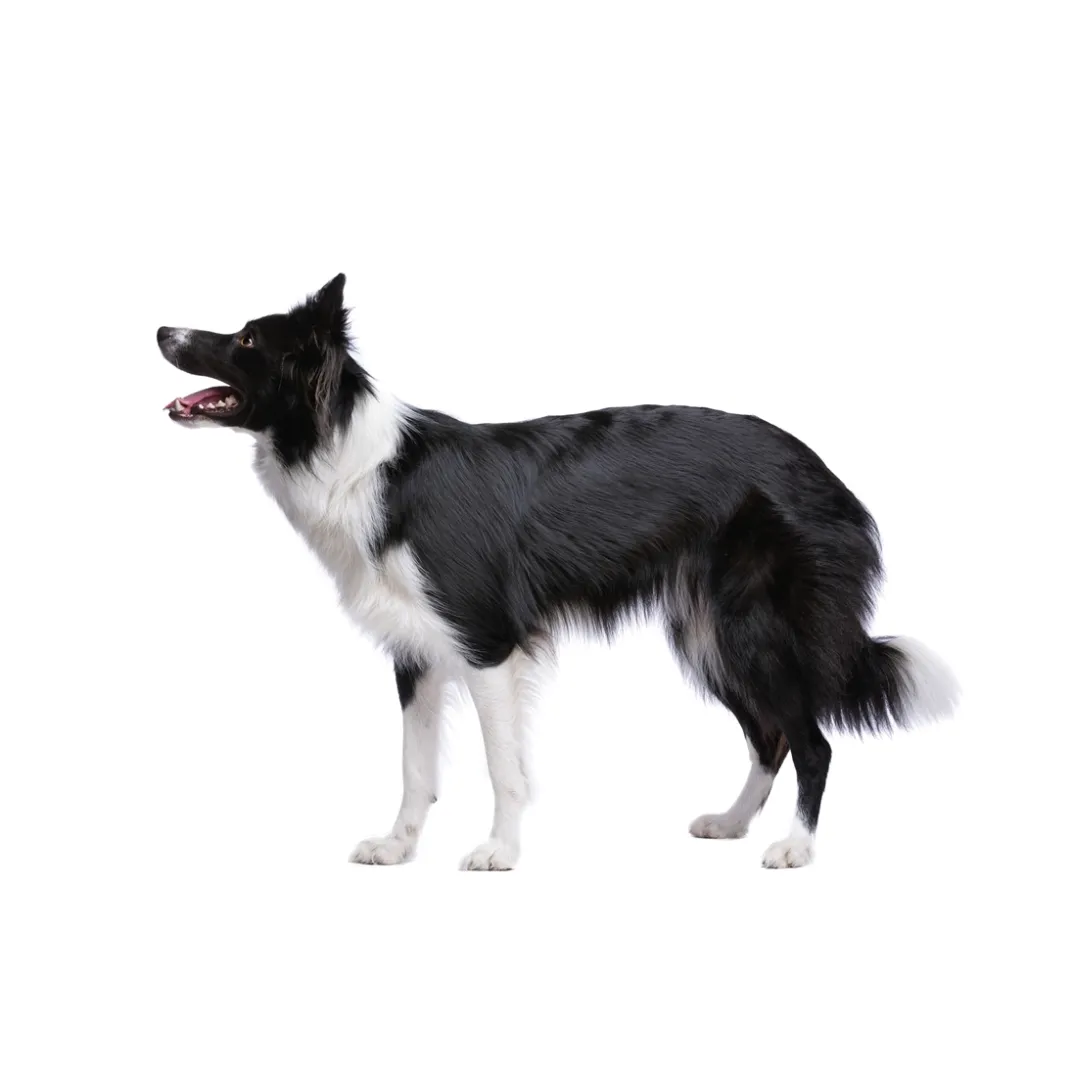 Accessoires Animaux-Tempsl Pâte orale Vermi'délice chat/chien