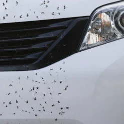 Accessoires Voiture-Tempsl Spray démoustiquant voiture